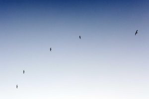 Leia mais sobre o artigo Quer se Qualificar e Conquistar uma Ótima Oportunidade em 2026? Conheça os Melhores Programas!